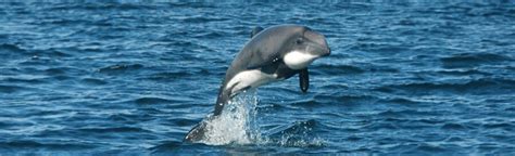 The Chilean Dolphin | Critter Science