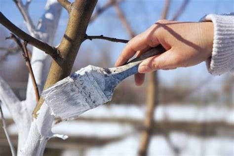 How To Treat Fruit Trees From Diseases Healthy Food Near Me