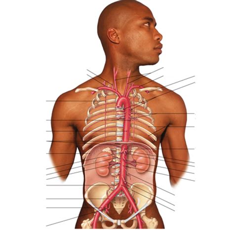 Arteriën van de romp deel 1 Diagram Quizlet