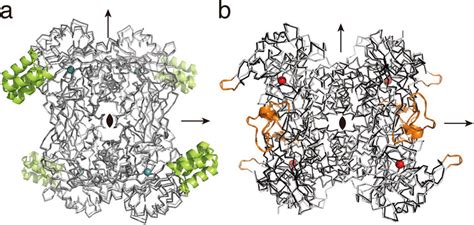 Comparison Of Overall Structures Between X Ray Crystal Structures And