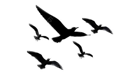 Flying Birds Silhouette Black Transparent Background, Flying Birds ...