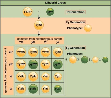 Chapter 18 Mendelian Genetics Introduction To Molecular And Cell Biology