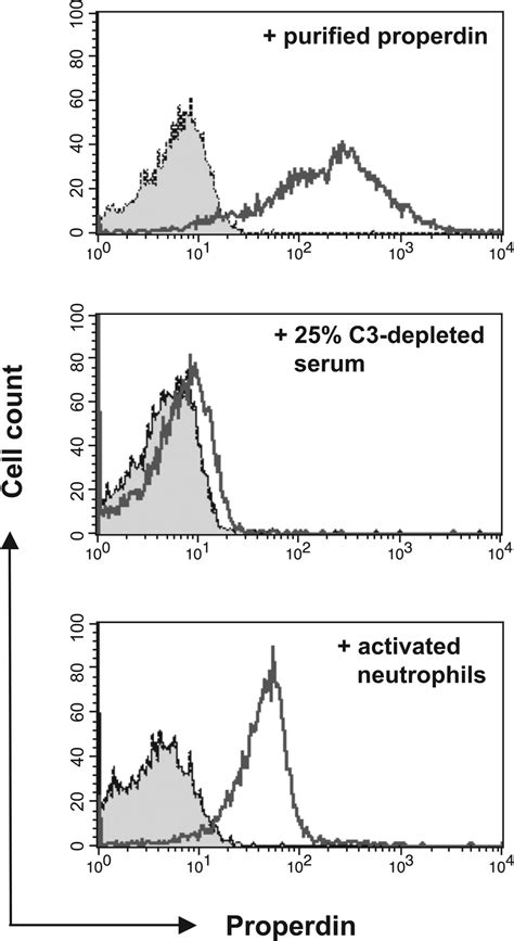 The Complement Protein Properdin Binds Apoptotic T Cells And Promotes