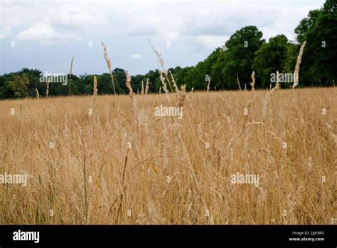 Trent Park, Enfield, UK. 27th July 2022. UK weather: drought warnings, parched scenes in Trent ...