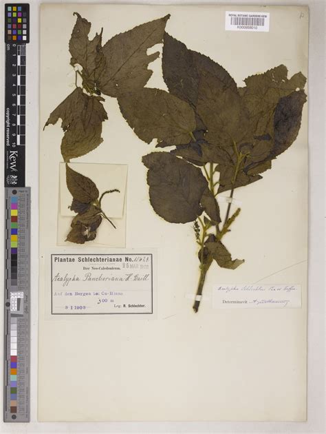 Acalypha Pancheriana Baill Plants Of The World Online Kew Science