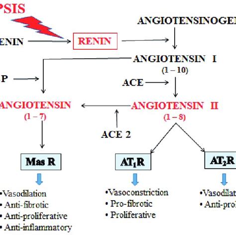 Renin-angiotensin system. | Download Scientific Diagram