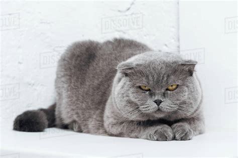 Funny Scottish fold cat lying on white background - Stock Photo - Dissolve