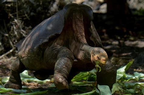 Giant Tortoise Believed Extinct Found Alive On Gal Pagos Islands