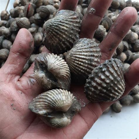 Jual Kerang Dara 2kg Hidup Dan Segar Shopee Indonesia