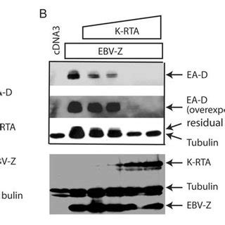 A K Rta Inhibits The Ebv Lytic Gene Expression In Akata Cells Akata