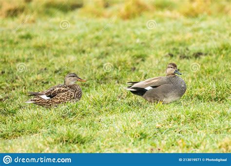 Close Up of a Couple Male and Female Gadwall, Mareca Strepera Stock ...