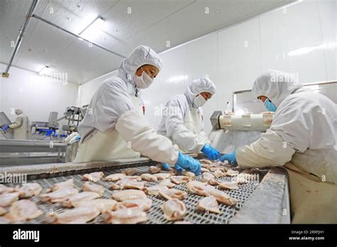 China Chicken Processing Plant Hi Res Stock Photography And Images Alamy