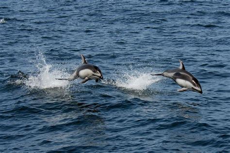 Pacific White-Sided Dolphin | NOAA Fisheries