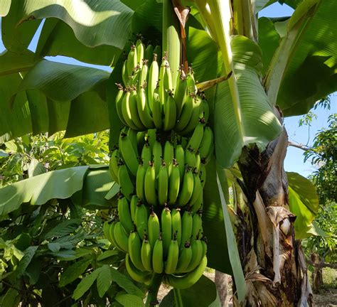 Pur E Bio Pomme Banane Ananas Mangue En Bocal Commerce Equitable