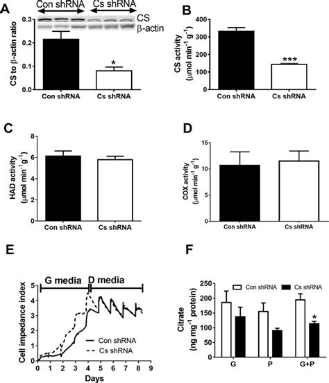 Citrate Synthase Cs Activity Mitochondrial Markers And Proliferation