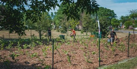 Micro forêts Miyawaki comment planter des forêts urbaines Écohabitation