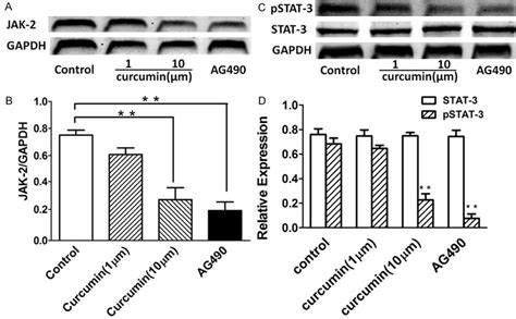 Effect Of Curcumin On Jak Expression And Pstat Production In Hep