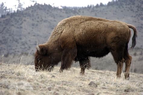 U.S. names bison national mammal - CBS News