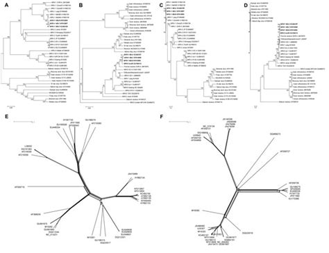 Figure 2 Novel Orthoreovirus From Mink China 2011 Volume 19