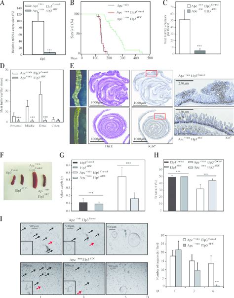 Elp3 Is Required For Tumor Development In A Mouse Model Of Colon