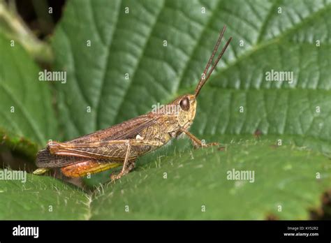 Common Field Grasshopper Chorthippus Brunneus Resting On A Bramble Leaf Cahir Tipperary