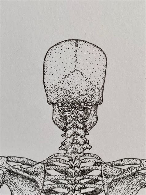 Posterior Skeleton Unlabelled Human Anatomy Prints Clinical Drawings