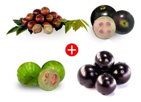 4 Mudas De Jabuticaba Escarlate Branca Híbrida E Paulista