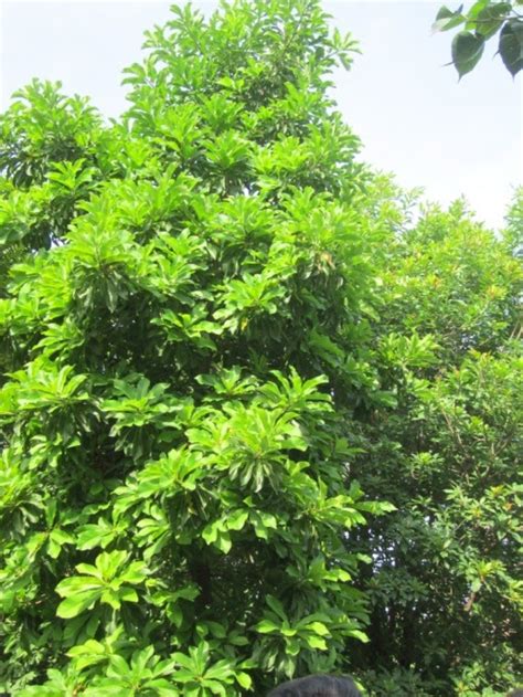 Trees Of Nanmangalam Forest Kanchipuram Tamil Nadu My Travelogue