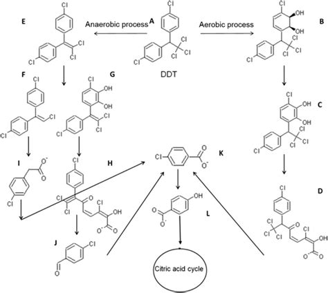 Aerobic And Anaerobic Degradation Pathway Of Ddt Ddt A Is Acted Upon