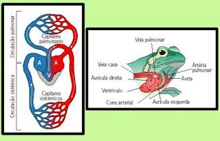 Circulação Simples E Dupla - Bio Pensamentos: Circulação Simples e Circulação Dupla
