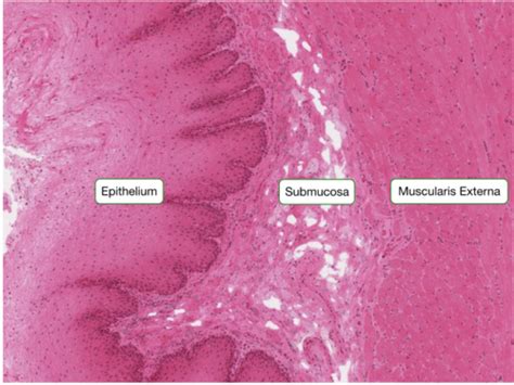 Histology: Gut Flashcards | Quizlet