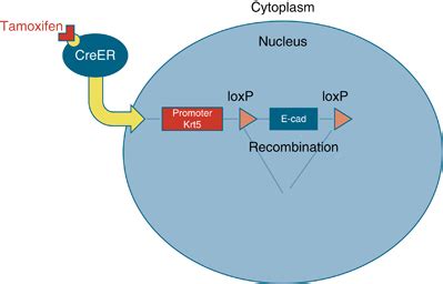 The Creer Loxp System Creer Is A Tamoxifen Inducible Cre Recombinase