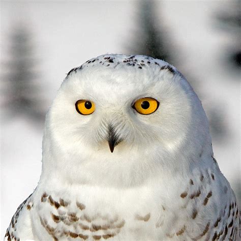 Snowy Owl Portrait Male Flickr Photo Sharing