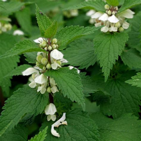 Lamier Blanc Lamium Album Phytoth Rapie Lamiac Es