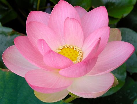 Lotus Flower Number Of Petals Meaning | Best Flower Site