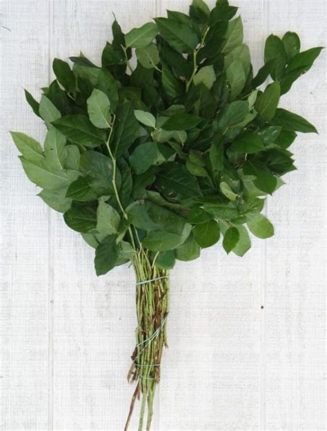 Salal Stems The Cottage Gardens Inc