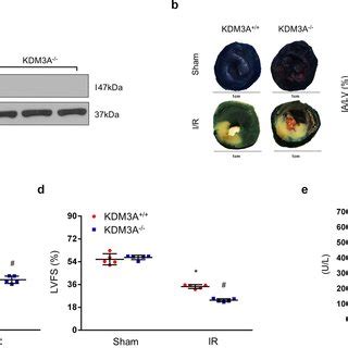 KDM3A Knockout Exacerbates Apoptosis ROS And Inflammation In MIRI A