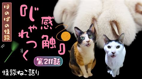 【ほのぼの怪談】【猫が語る不思議な話】【猫動画】怪談ねこ語り第211話『じゃれつく感触』 Youtube