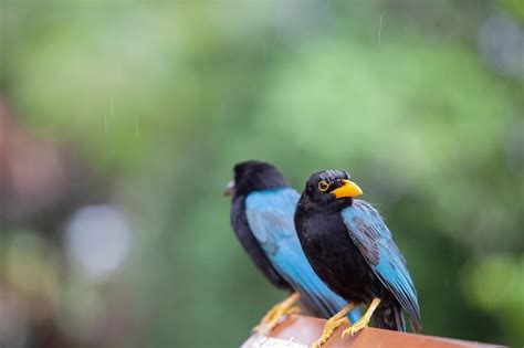 O Yucatan Jay Cyanocorax Yucatanicus Uma Esp Cie De Ave Da Fam Lia