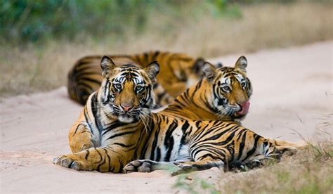 Bandhavgarh National Park A Wildlife Retreat Amidst Nature