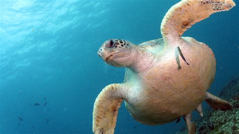 Opinion | Sea Turtles in Harm’s Way - The New York Times