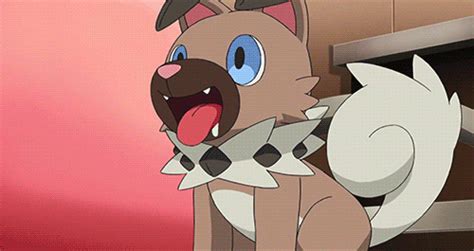 Why My Favorite Pokémon Is Rockruff Pokémon Amino