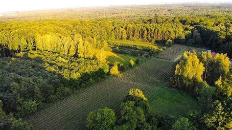 Zdjęcie 2 Winnica w Katowicach czeka na kolejne zbiory Zanosi się na