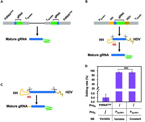 Optimization Of Grna Expression For Improving Genome Editing Efficiency