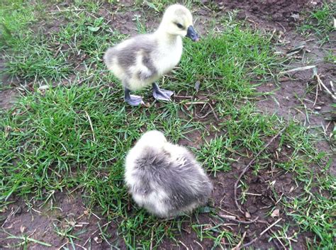 African Goose Vs Chinese Goose