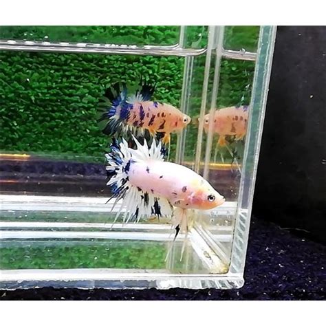 Marble Dot Ctpk Erkek Betta L