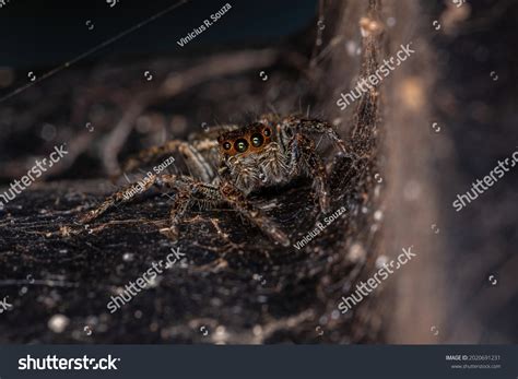 Adult Female Pantropical Jumping Spider Species Stock Photo