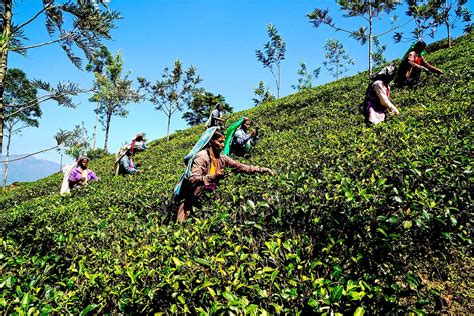 Tea in Sri Lanka - History and Experiences