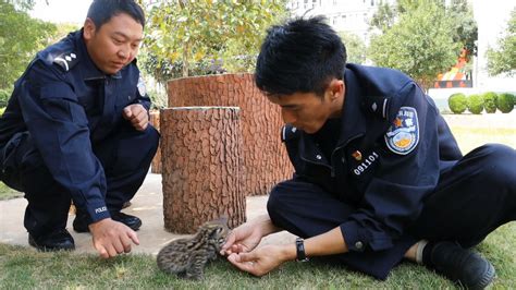 警民合力救助国家二级重点保护野生动物——豹猫 Isenlincn