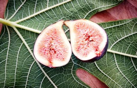 What Are Fig Leaf Benefits And How To Use Fig Leaves